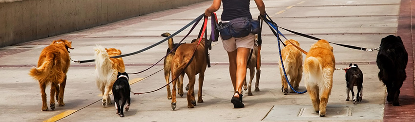 Dog Walking