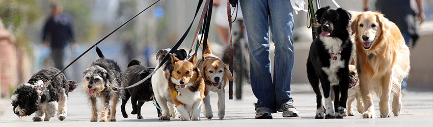 Dog Walking